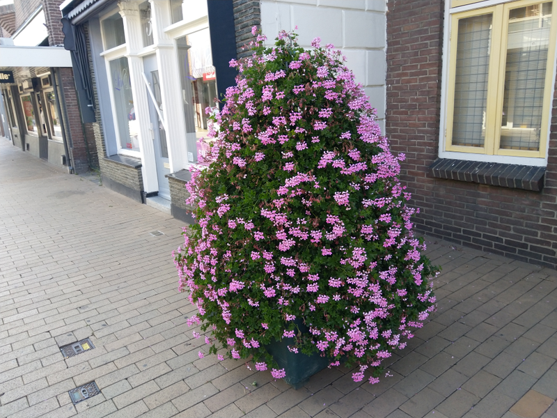 oh look! a pink tree